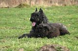 BOUVIER DES FLANDRES 437